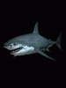 anim240320mobildesign.atw.hu_0328.gif